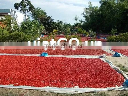 Good quality dry red chili