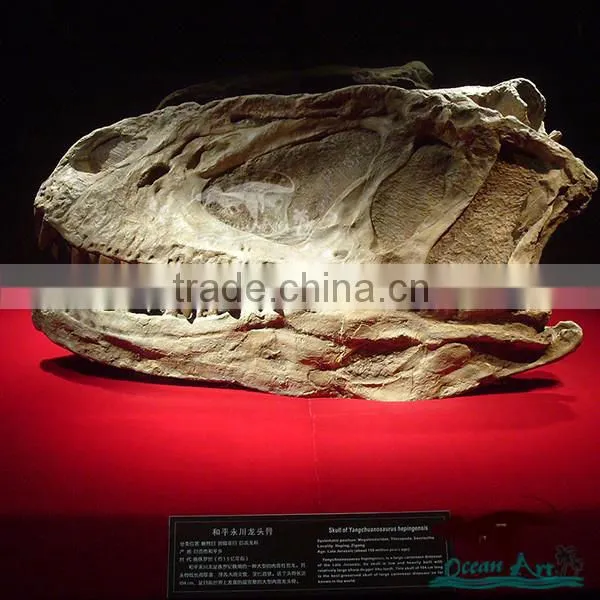 Scientific exhibition life size dinosaur skull