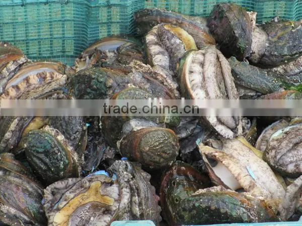 wholesale hight quality fresh alive abalone