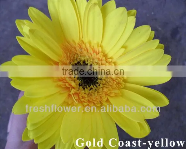 kunming flower export fresh cut gerbera