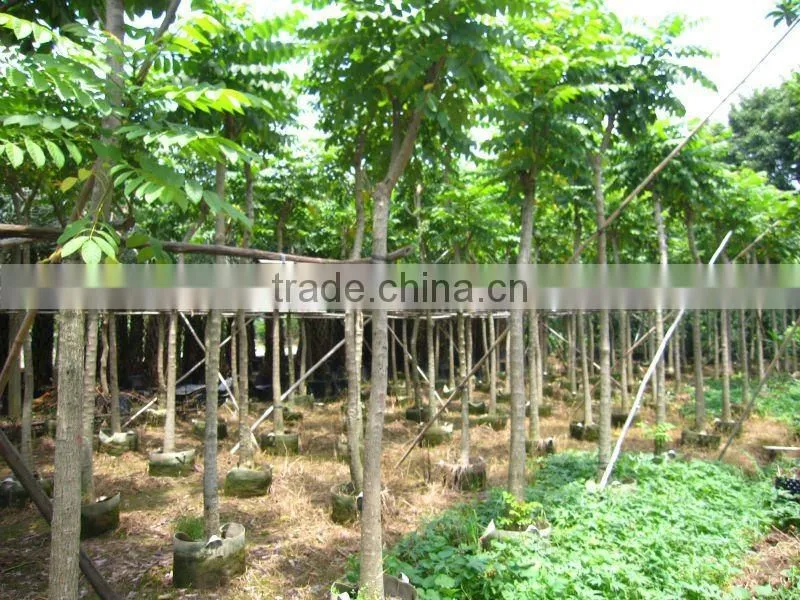 Spathodea campanulata tropical flower tree