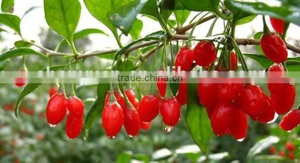 2016 new natural Goji berry/ wolf berry/gouqi
