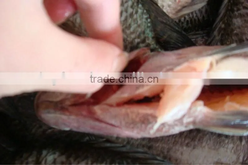High Quality Fish Headless Clean Whole Frozen Tilapia fish