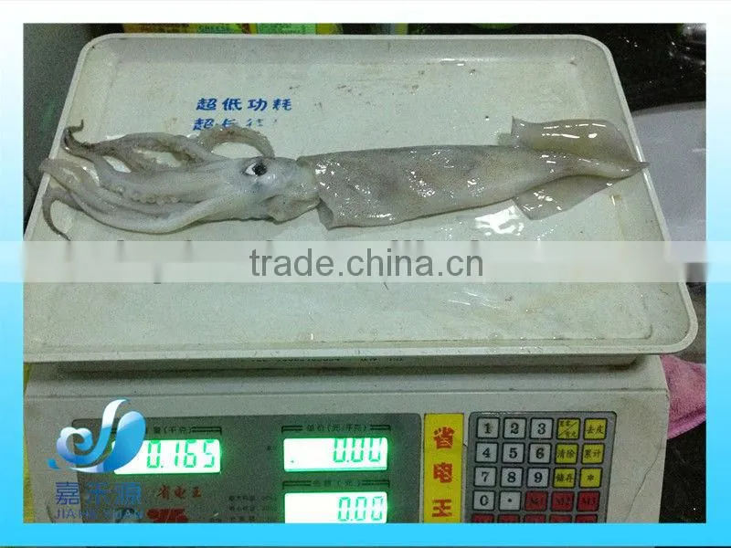 Frozen whole Illex Squid
