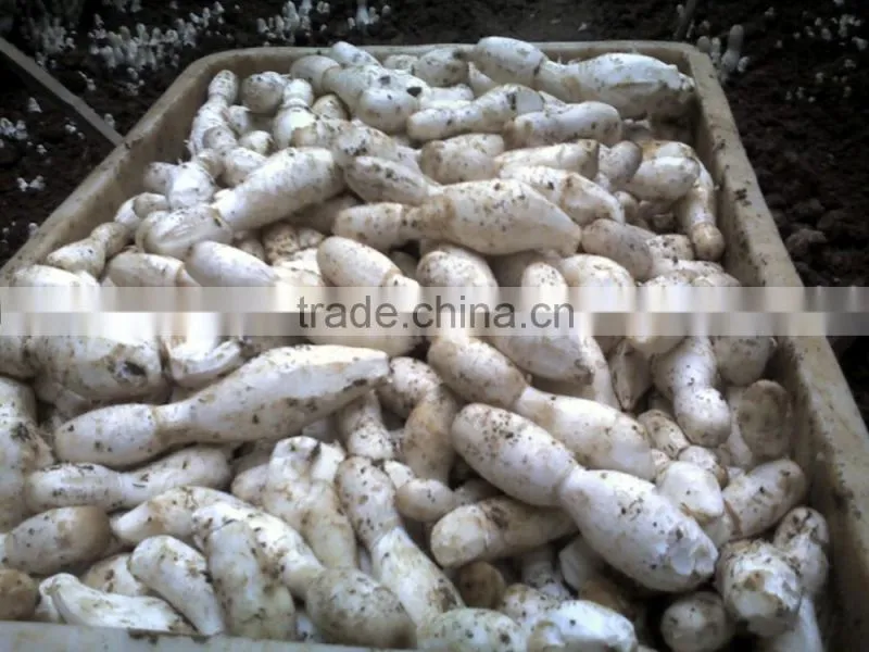Dry Coprinus Comatus Mushroom China