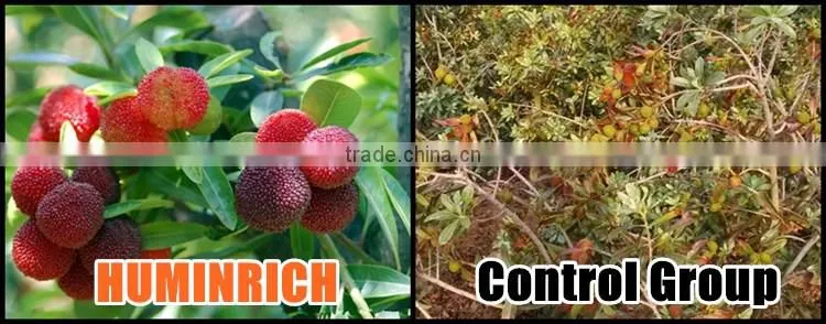 FAQ 27--Effect Of Seaweed Fertilizer On Red Bayberry