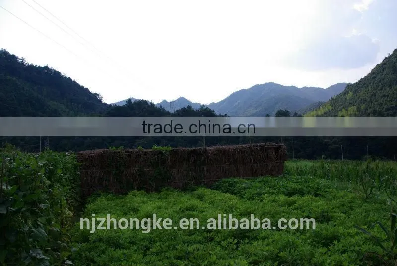 Chinese Organic Natural Herbs Lingzhi P.E. Extract GMP factory