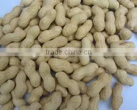 Supply Roasted Peanut in shell with good Quality