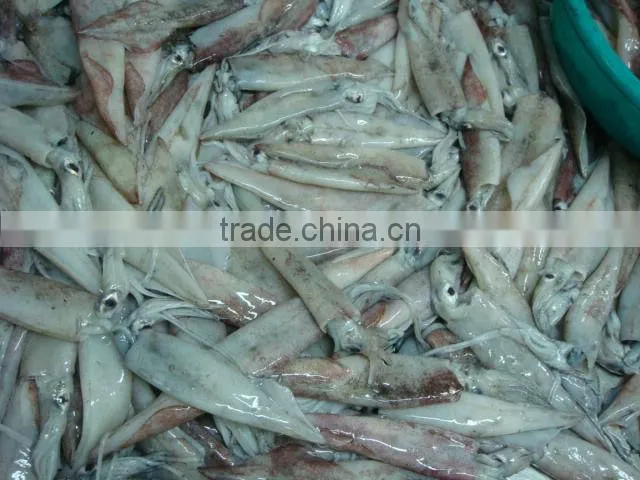NEEDLE SQUID WHOLE