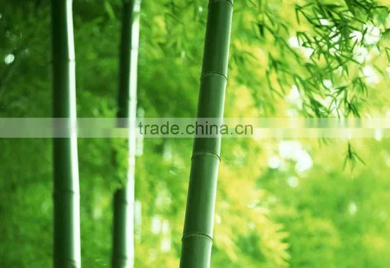 100% Biodegradable wooden adult and kid bamboo toothbrush