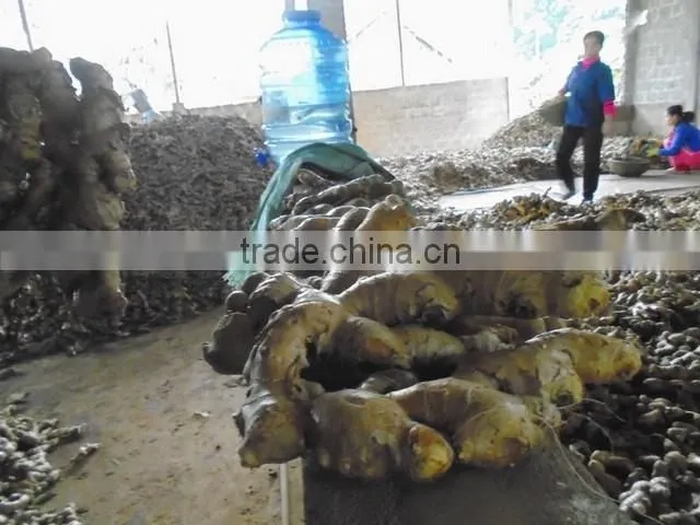 New Ginger from viet nam 2015 - 2016