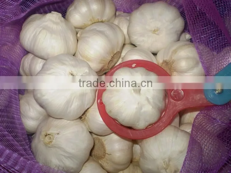 Low Price Buy Chinese Garlic