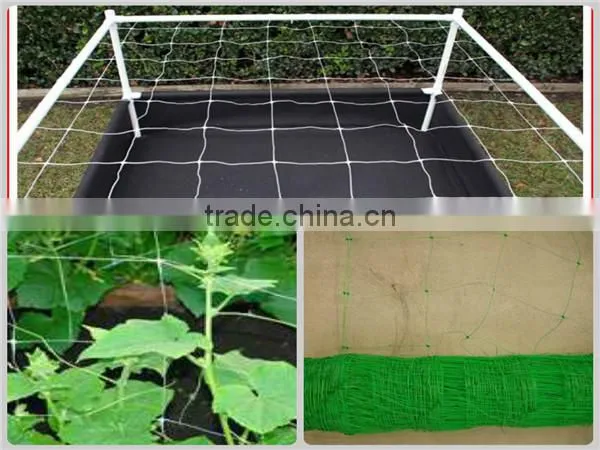 cucumber climb net/bean plant support net /Plant Support Net(Manufacturer)