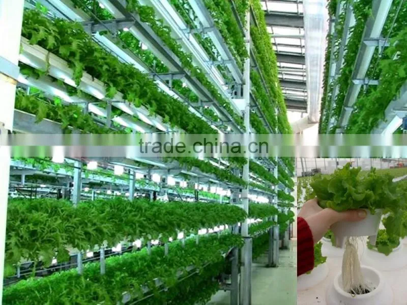 Commercial Polycarbonate Greenhouses Structure with Hydroponic System