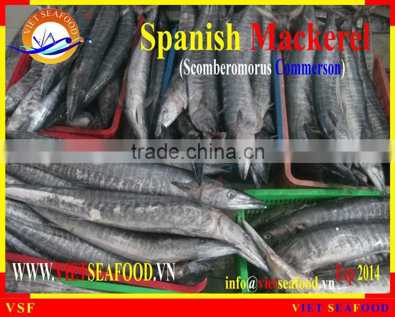 FROZEN SPANISH MACKEREL WHOLE ROUND