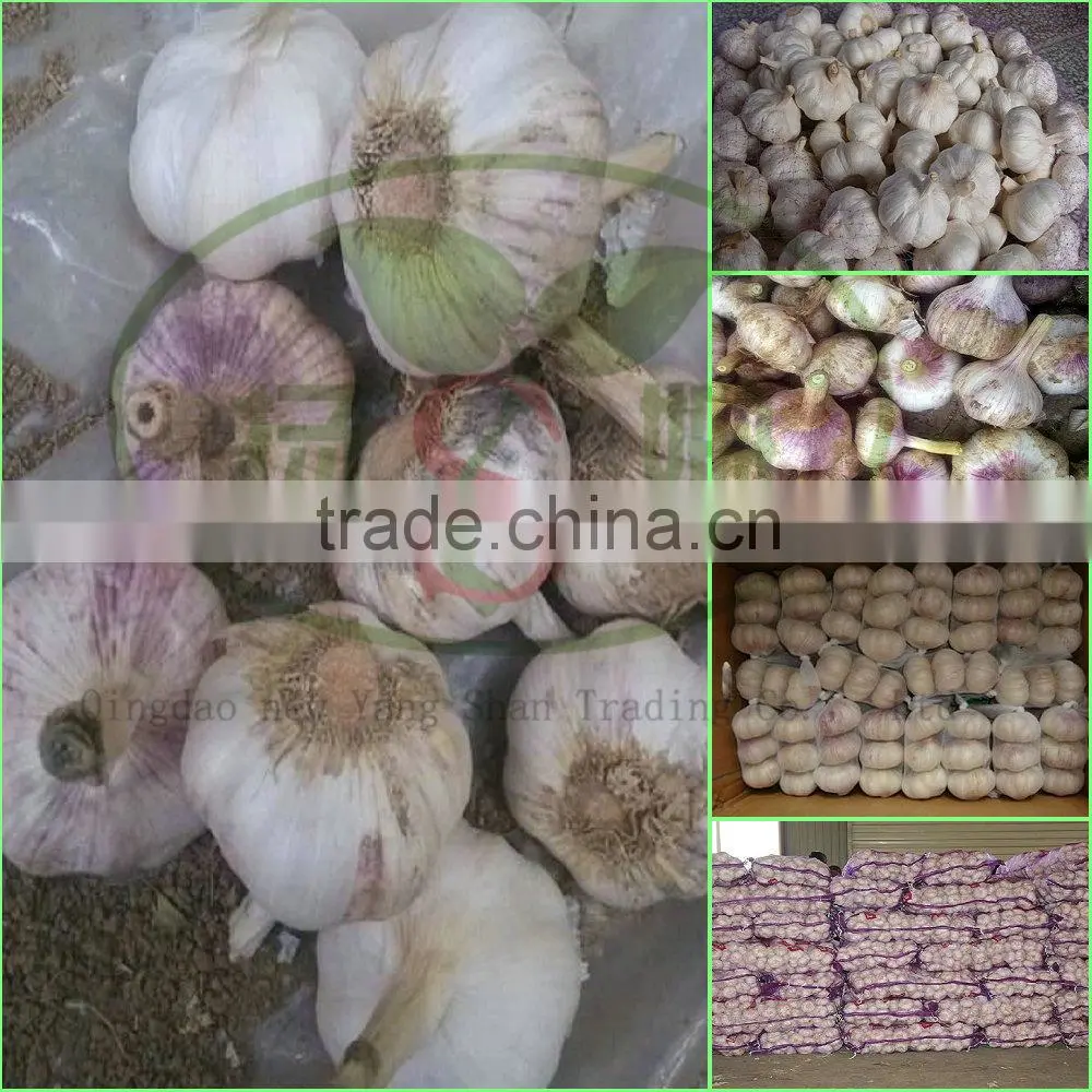 White garlic,Normal white garlic