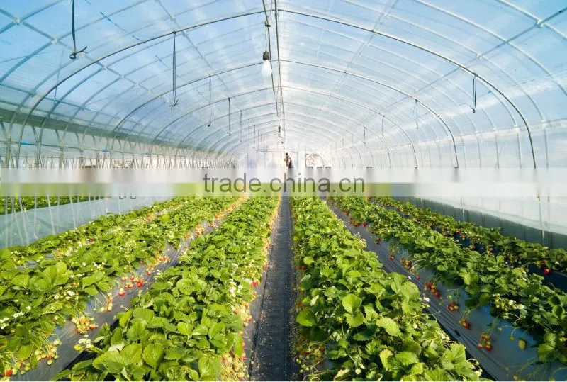 vegetable tunnel greenhouse