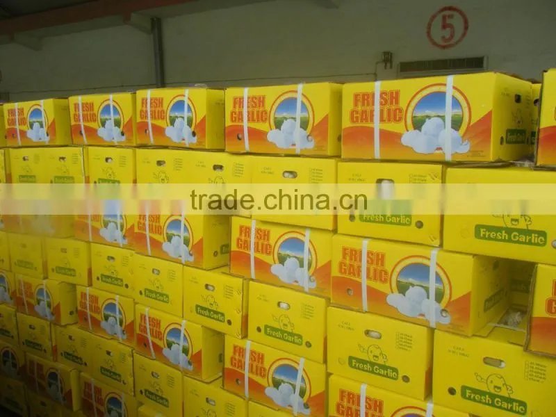 Hot sale best quality normal white garlic