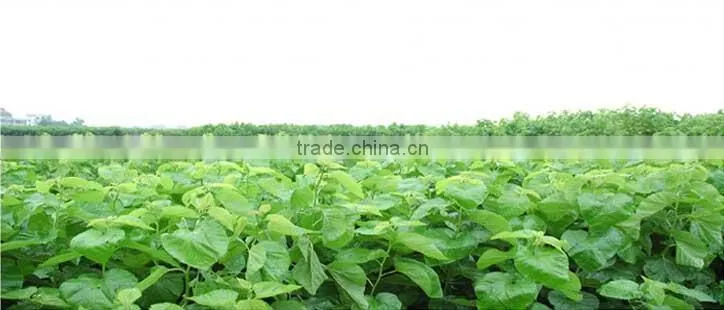 fashion warm red color manufacturers brushed silk scarves for women