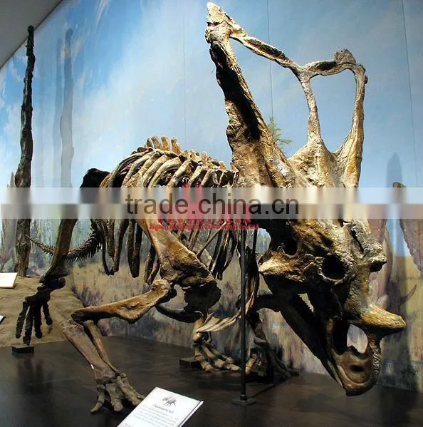 Dinosaur Skeleton Fossil Model Of Chasmosaurus