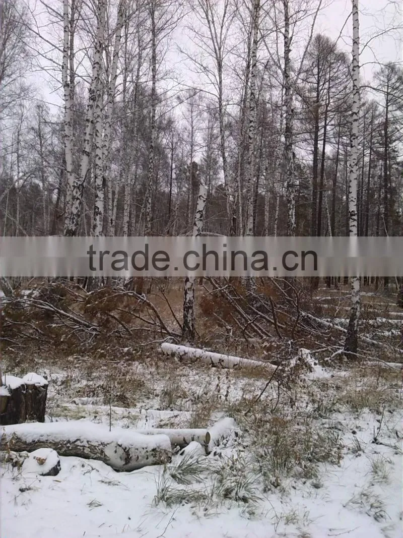 Fresh Cut European Beech Logs available