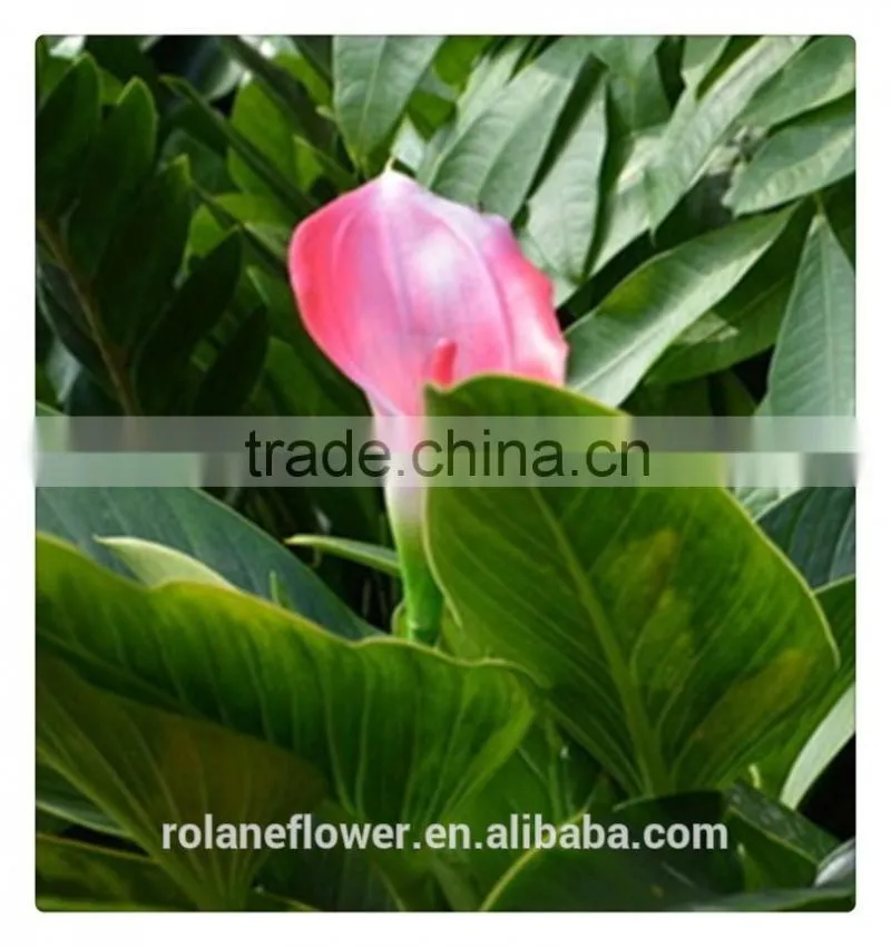 real natural fresh red wine color calla lily flowers in kunming