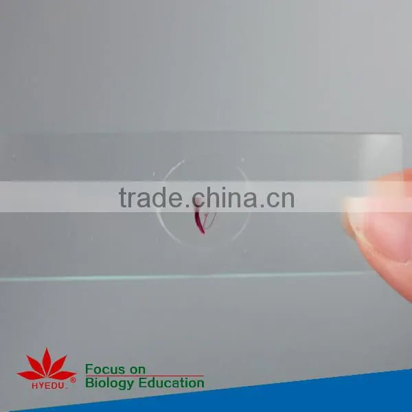 Individual microscope prepared slides Medical parasite microscope slides