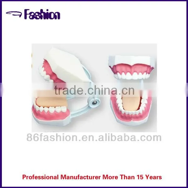 artificial tooth medical model OEM factory