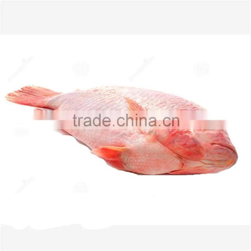 Frozen Red Nile Tilapia on Sale