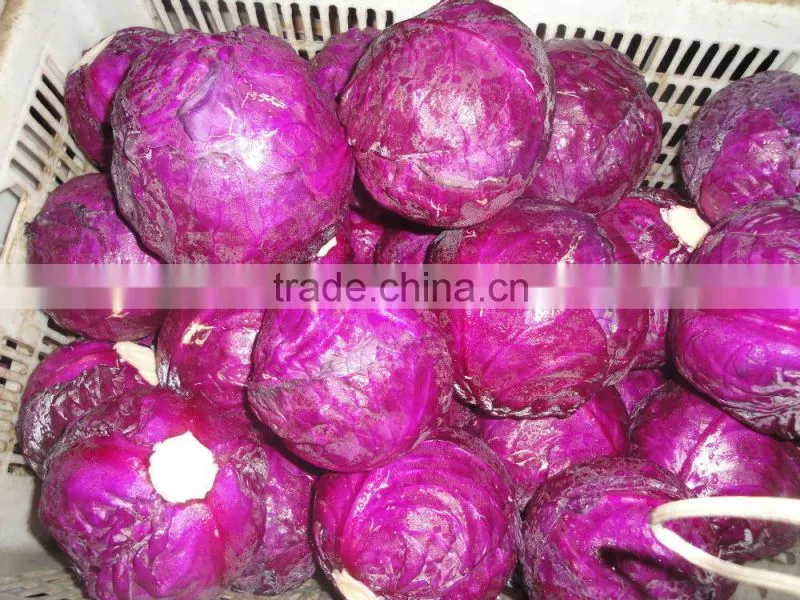 Wholesale price for purple cabbage