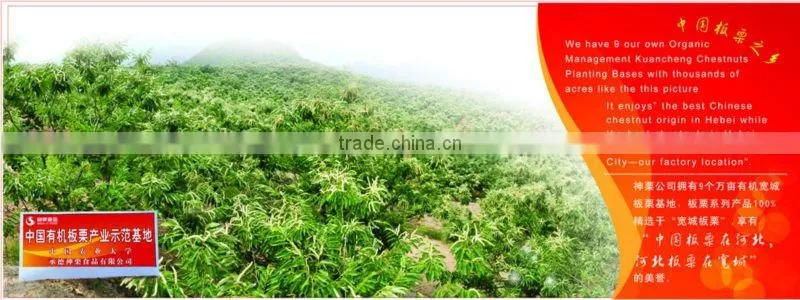 2016 New Crop Fresh Chestnut
