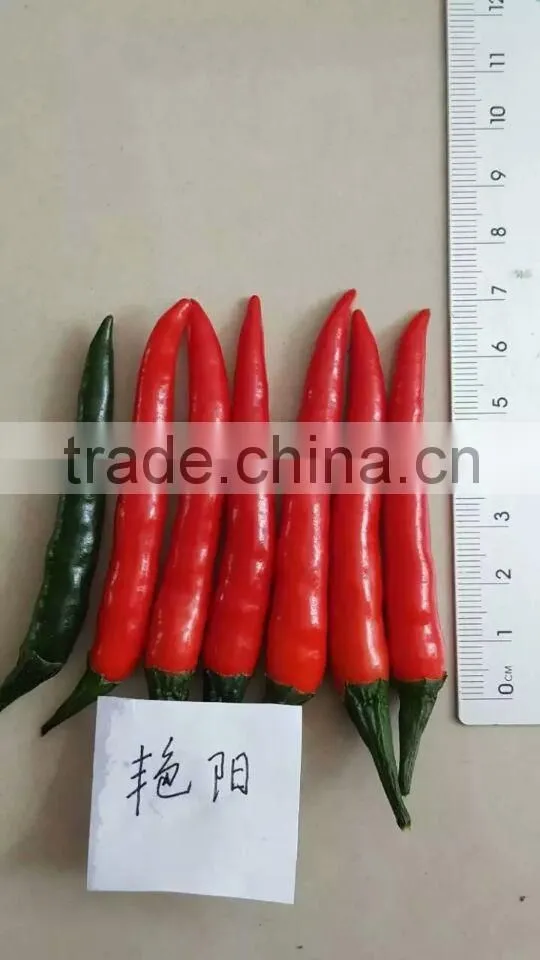 Hybrid F1 Red Hot Chili Seeds For Sale-Bright Sunshine