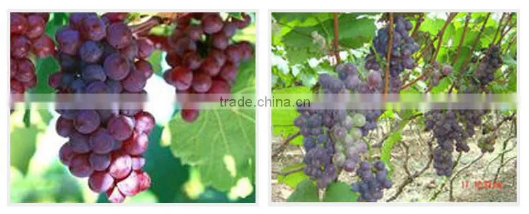 BNP 95% Proanthocyanidins grape seed dry