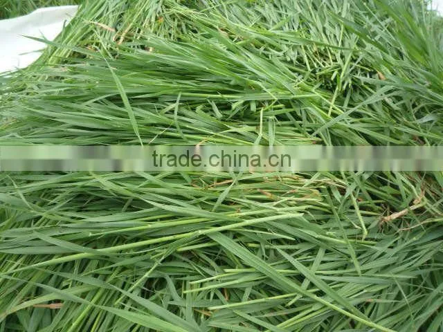 2016 China origin 100% Natural barley grass powder
