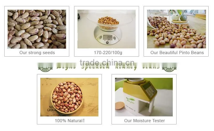 New arrival borlotti bean market price