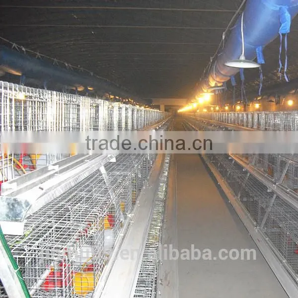new design hot sale chicken Broiler Chicken