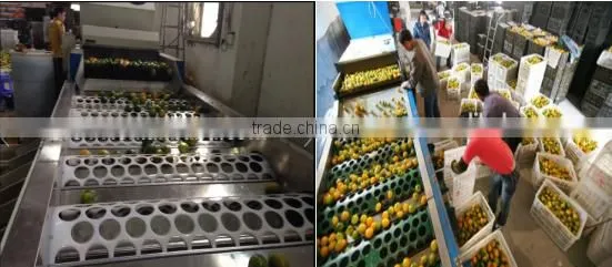 fruit selecting machine/Fruit Pick Up Equipment