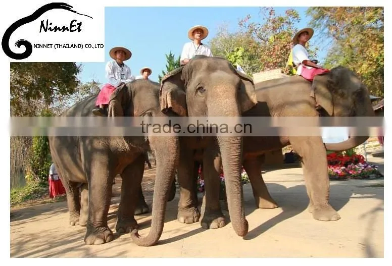 Wood Carved Elephant from Thailand