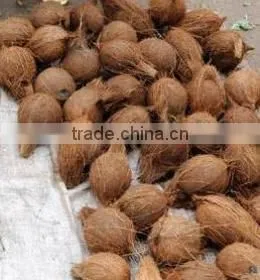 fresh semi husked coconuts