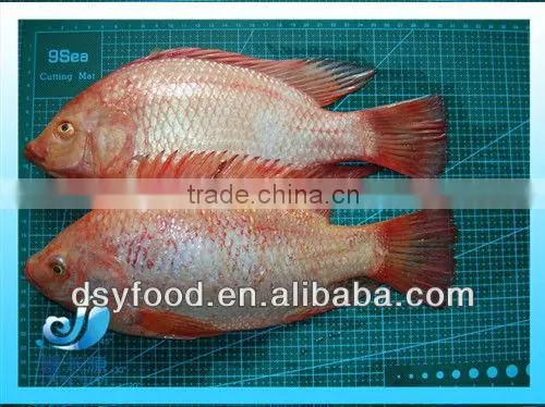 Frozen Fresh Red Tilapia Fish WR