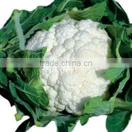 High Quality Cauliflower