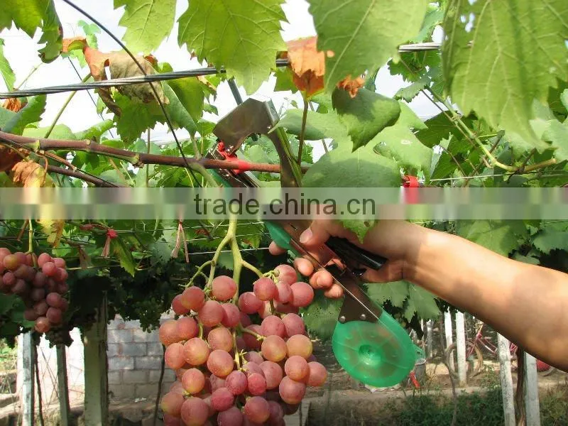 fix capsicum tapetool