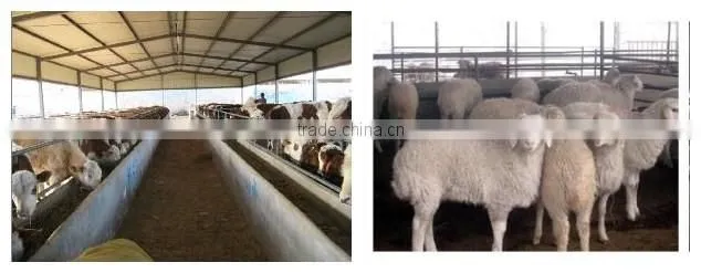goat slaughter processing line equipment
