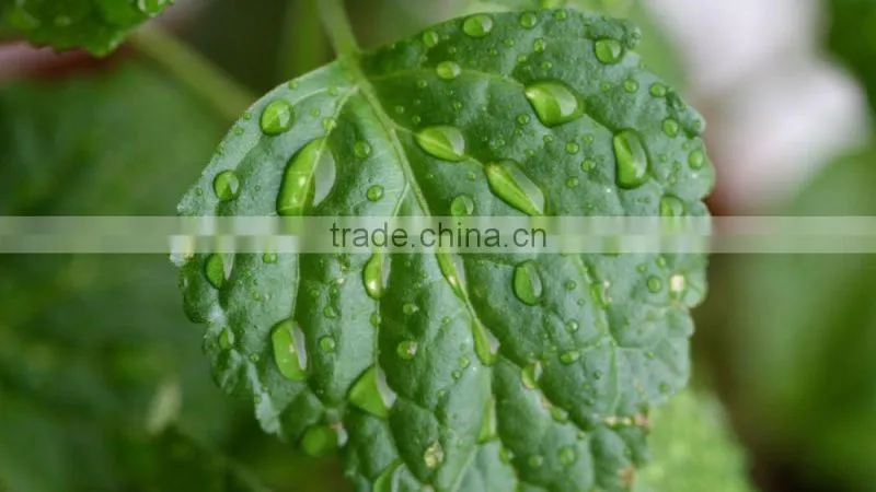 100% Pure Patchouli Oil For Exports | Patchouli Oil From India