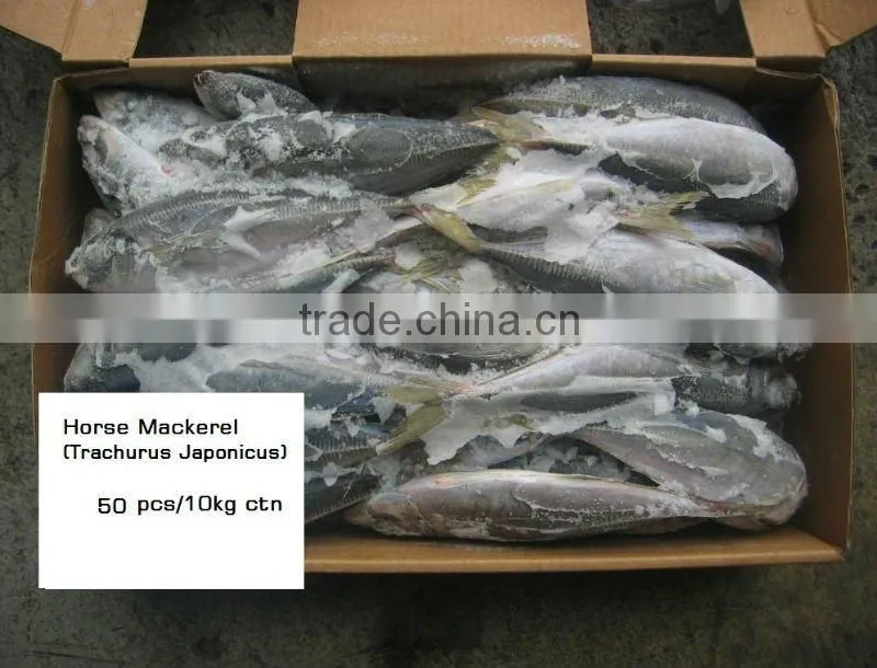 Horse mackerel