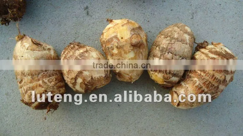 2015 New Season of Chinese Fresh Taro