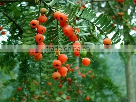 Taxus Bacatta Tree Seedling