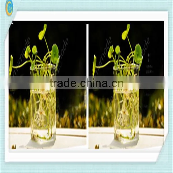 Clear glass vases for home decoration