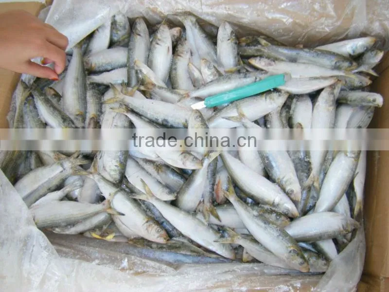 halal collagen sardine