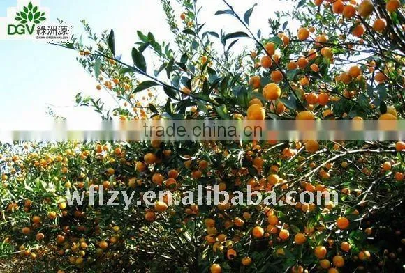 Mandarin Orange